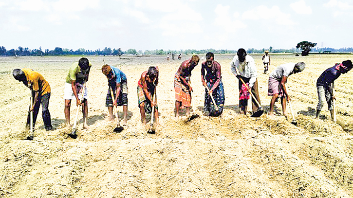 Potato seed crisis hits farmers hard in Bogura