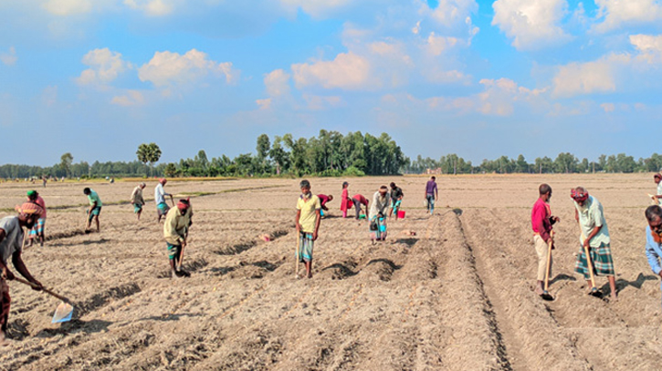 Early-harvest potato cultivation surges as prices soar in market