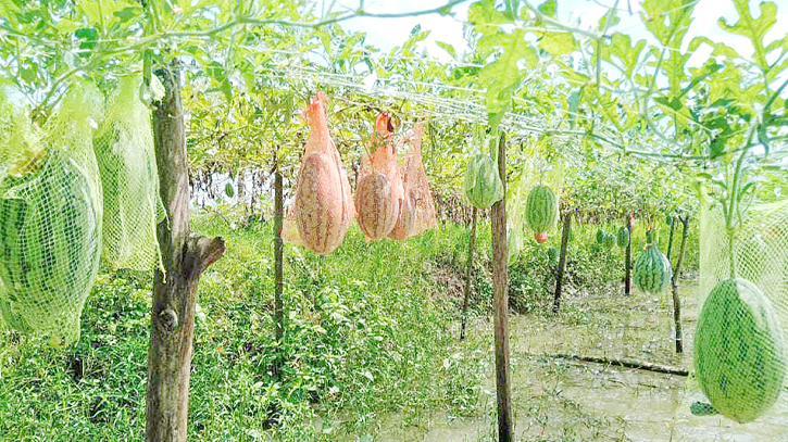 Off-season watermelon brings smile to Bogura farmers 