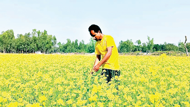 Mustard cultivation in Chilmari sprouts hope for farmers 