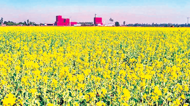 Mustard cultivation surges amidst soaring oil prices 