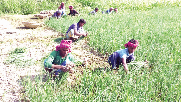 ‘Murikata’onion brings boon to Manikganj farmers