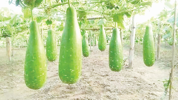 Farmers in Sarsha get success in bottle gourd farming