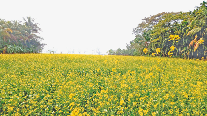 Farmers reap financial rewards as mustard cultivation thrives 