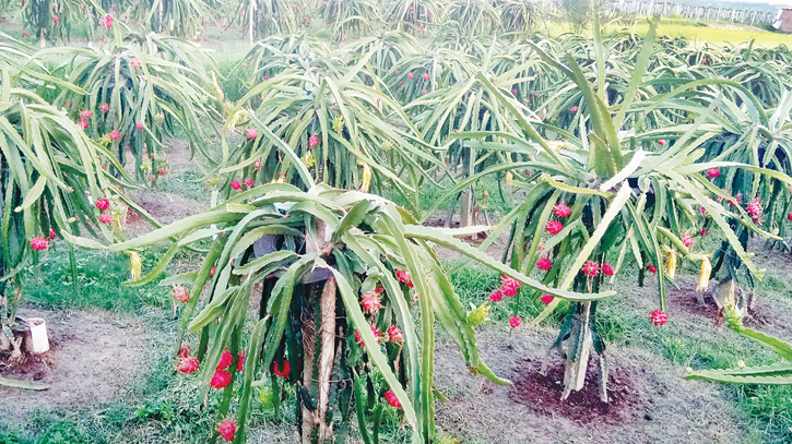 Dragon fruit boom leads to land crisis for vegetable farming  