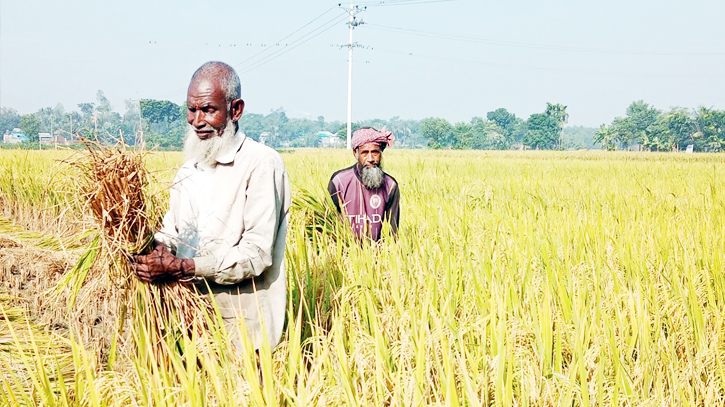 Bumper Aman yield makes Manikganj farmers happy