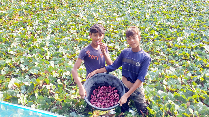 Water Chestnut cultivation brings boon for farmers