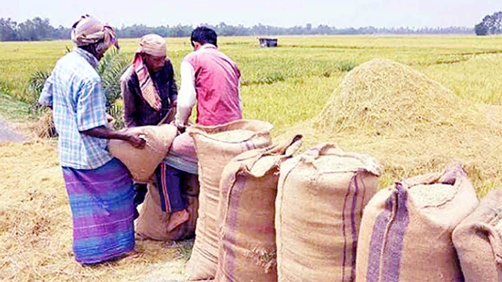 Farmers hit hard by low prices despite bumper Aman yield 