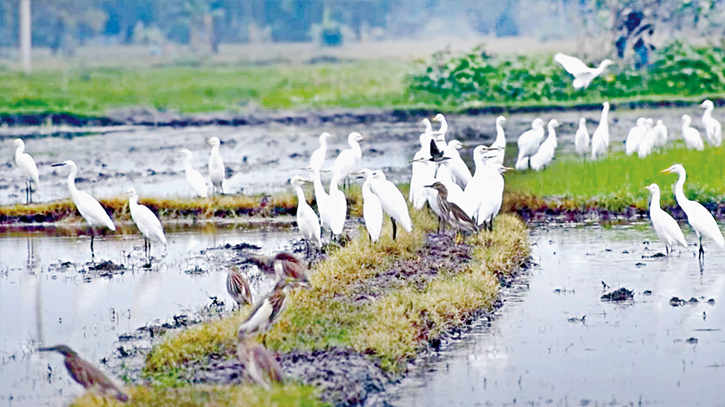 Rampant bird hunting threatens biodiversity in Chalan Beel area