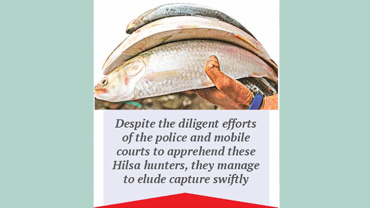 Ban fails to deter unabated mother Hilsa netting