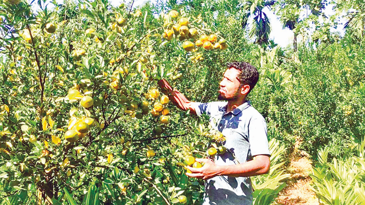 China orange farming gains momentum among youth