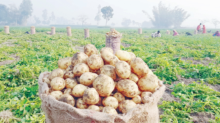 Early-harvest potato cultivation surges as prices skyrocket 