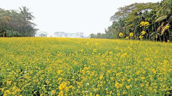 Mustard production thriving as edible oil prices surge