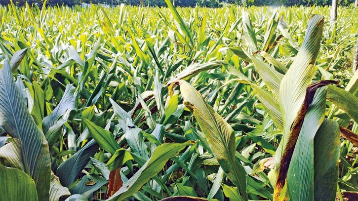 Kurigram farmers see bumper turmeric yield