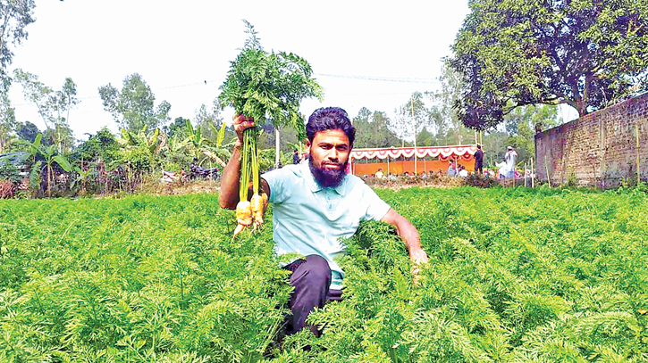 Carrot Cultivation brings boon for Mirsharai farmers 