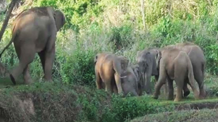 Farmer trampled to death by wild elephant in Chattogram