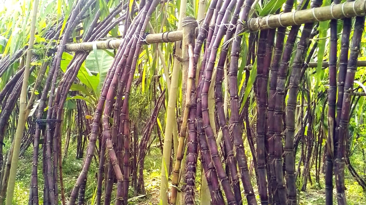 Sugarcane crushing begins in Natore’s North Bengal Sugar Mills