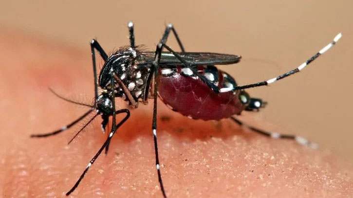 Dengue fever: 1 death, 15 cases reported in 24 hours