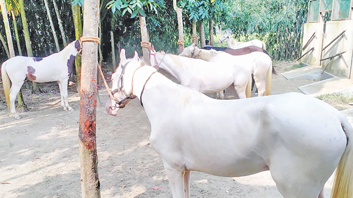 Country’s first commercial horse farm draws crowds   