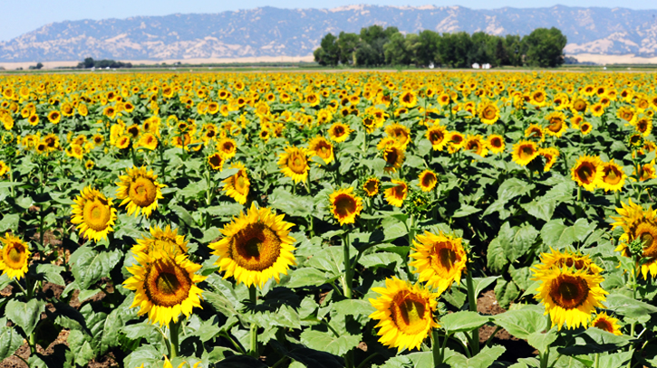 Govt. incentives fuel Sunflower cultivation in Rangpur