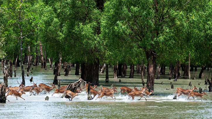 Sundarbans Day in southwestern region on Feb 14