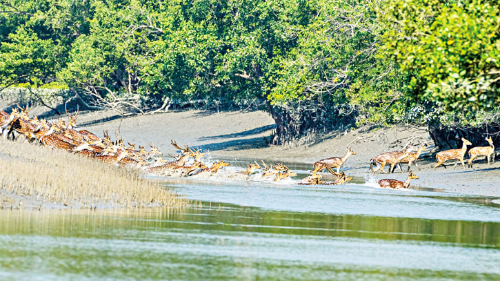 Today is Sundarban Day  