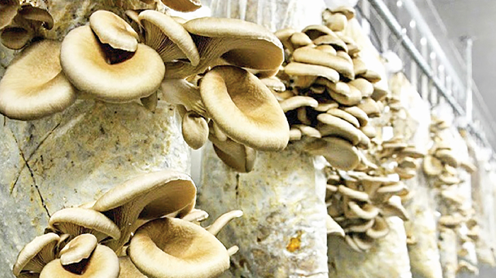 Mushroom cultivation brings boon for Ctg farmers 