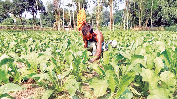 Early variety winter vegetables raise hope among farmers