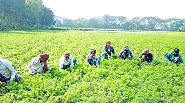 Farmers busy cultivating carrots 