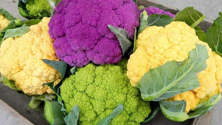 Success in coloured cauliflower farming in Khulna