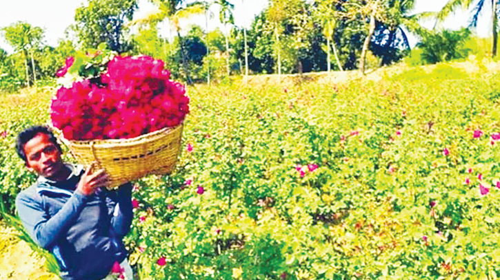 Rose growers expect sales boom