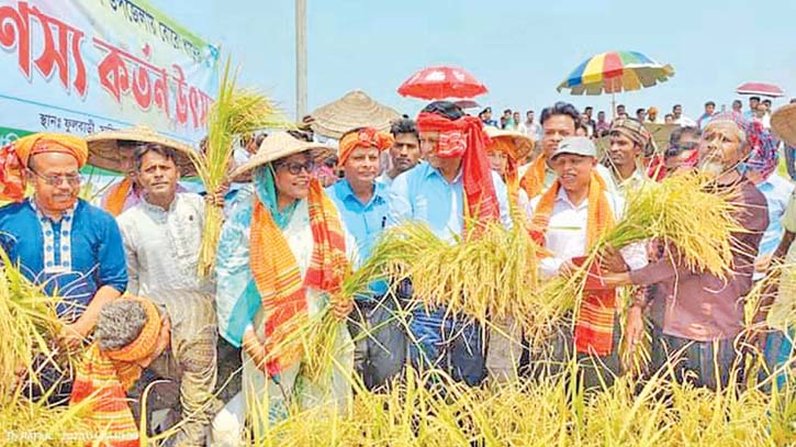 Bogura DC joins farmers in harvesting paddy