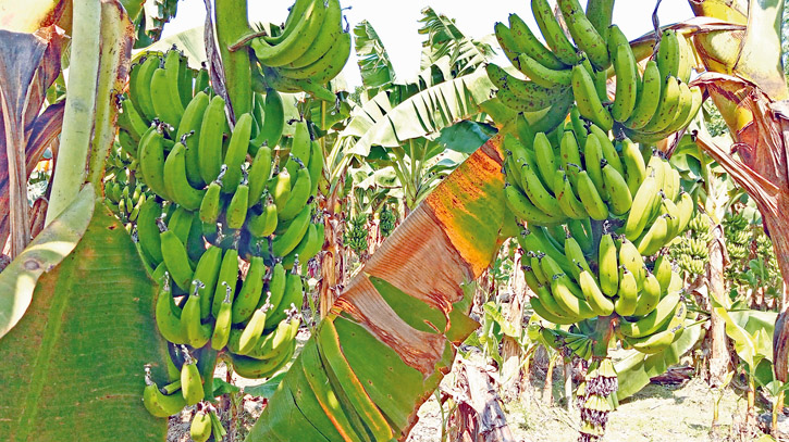 Bumper banana yield, good prices make farmers happy