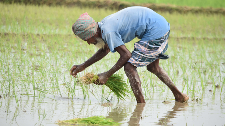 AL Manifesto Emphasizes Agricultural Dev for a Hunger-Free BD