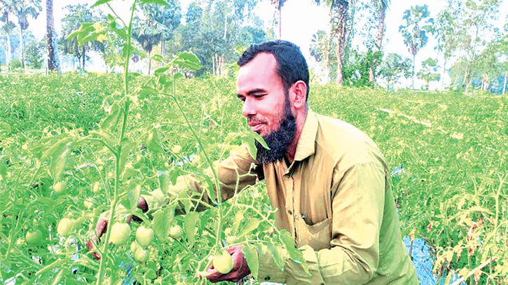 Early tomato cultivation gains momentum in Nandigram  