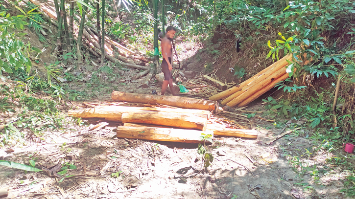 Rampant logging threatens Bandarban’s hilly terrain