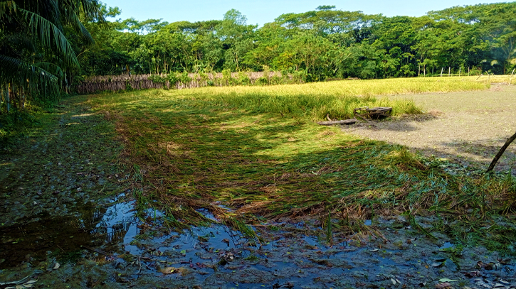 Cyclone Midhili damaged crops worth taka 80 crore in Bhola