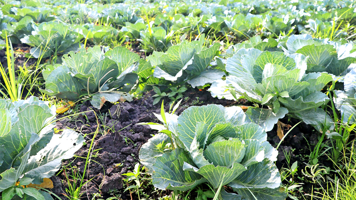 Early cabbage farming delight many people