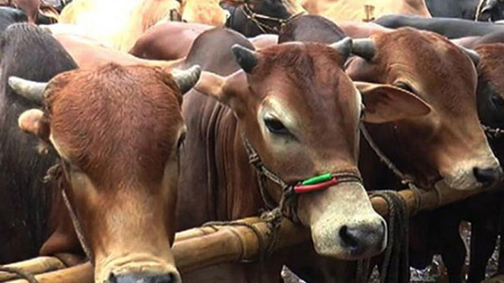 Cumilla to have a surplus of 8,606 sacrificial animals : livestock dept