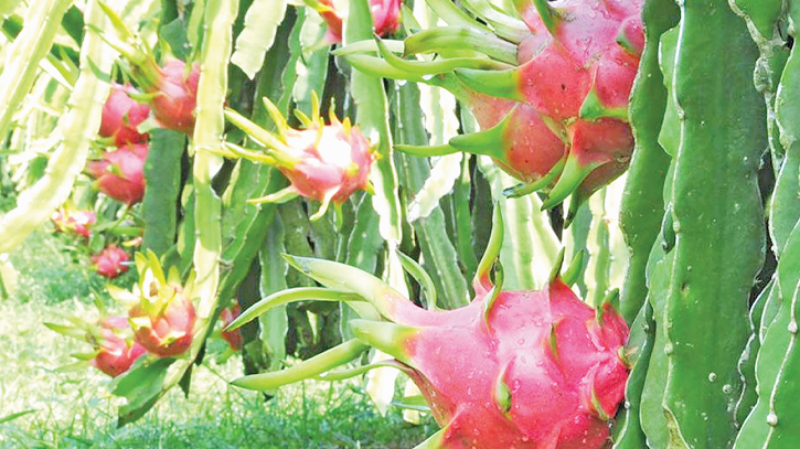 Dragon fruit cultivation gains popularity in Manikganj