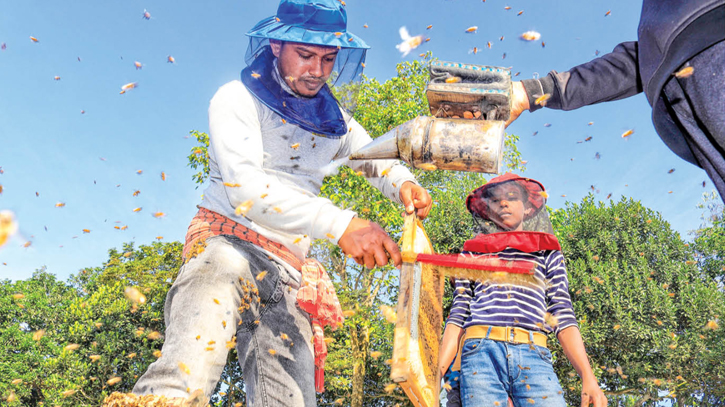 Honey cultivation grows 600pc in five years