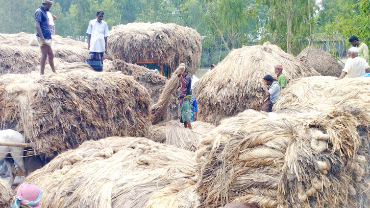 Bumper jute yield fails to bring boon due to low prices  