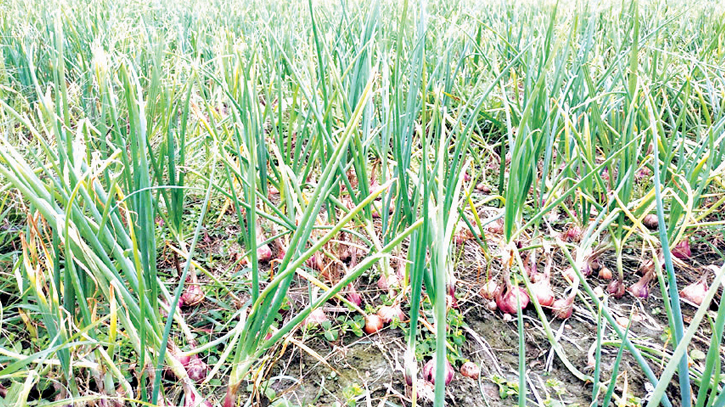 Surge in onion prices prompts cultivation of Indian varieties 