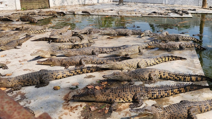 Country’s First crocodile farm sold for Tk 38cr