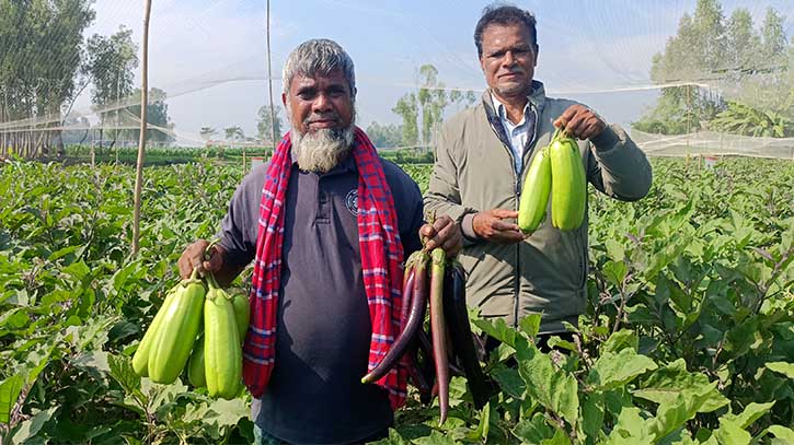 বেগুন চাষে কৃষকের বাজিমাত, পাঁচ মাসে আয় হবে আড়াই লাখ টাকা