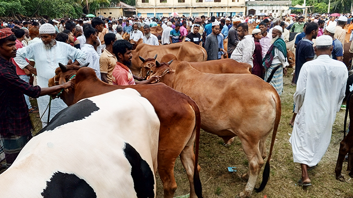 ভোলায় কুরবানীর হাটে গরুর দাম বেশি, বেচাকেনা কম