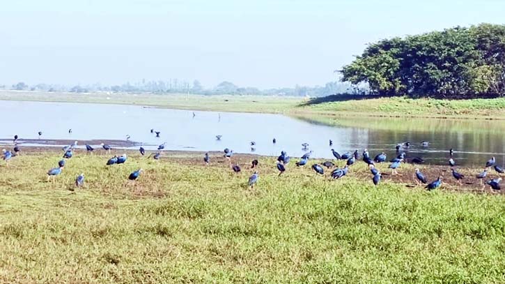 অতিথি পাখির কল-কাকলীতে মুখর শ্রীমঙ্গলের বাইক্কা বিল