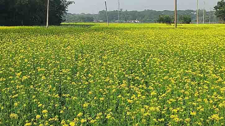 চাঁদপুরে সরিষার বাম্পার ফলন, কৃষকের মুখে হাসি