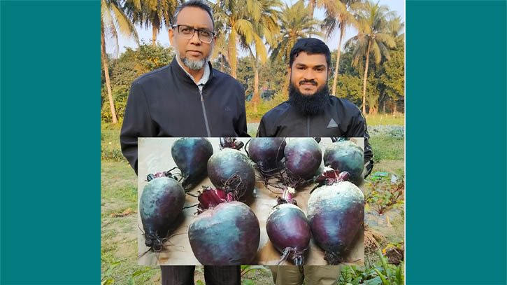 পুষ্টিগুণে সমৃদ্ধ বিটরুটের নতুন চাষ পদ্ধতি উদ্ভাবন বাকৃবি বিজ্ঞানীদের