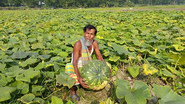 হাজীগঞ্জে মিষ্টি কুমড়ার বাম্পার ফলন, ক্রেতা না থাকায় বিপাকে কৃষক